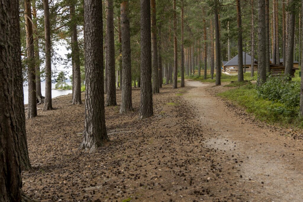 Maisemakuva tiheästä mäntymetsästä hiekkapitoisessa maastossa, jossa kuvan oikeasta alareunasta lähtee polku eteenpäin kohti kuvan keskustaa. Vasemmalla puiden lomasta näkyy järvenselkää. Polun loppupäässä näkyy iso kota. Mäntyjen juurella on paljon käpyjä ja männynneulasia maassa.