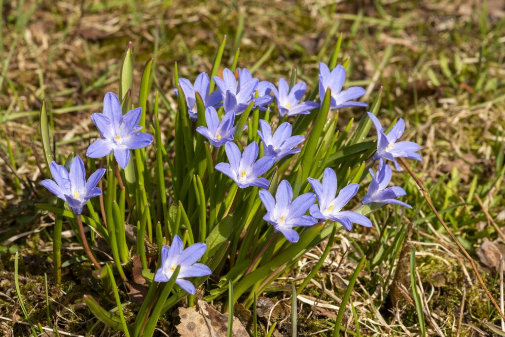 Sinililjoja