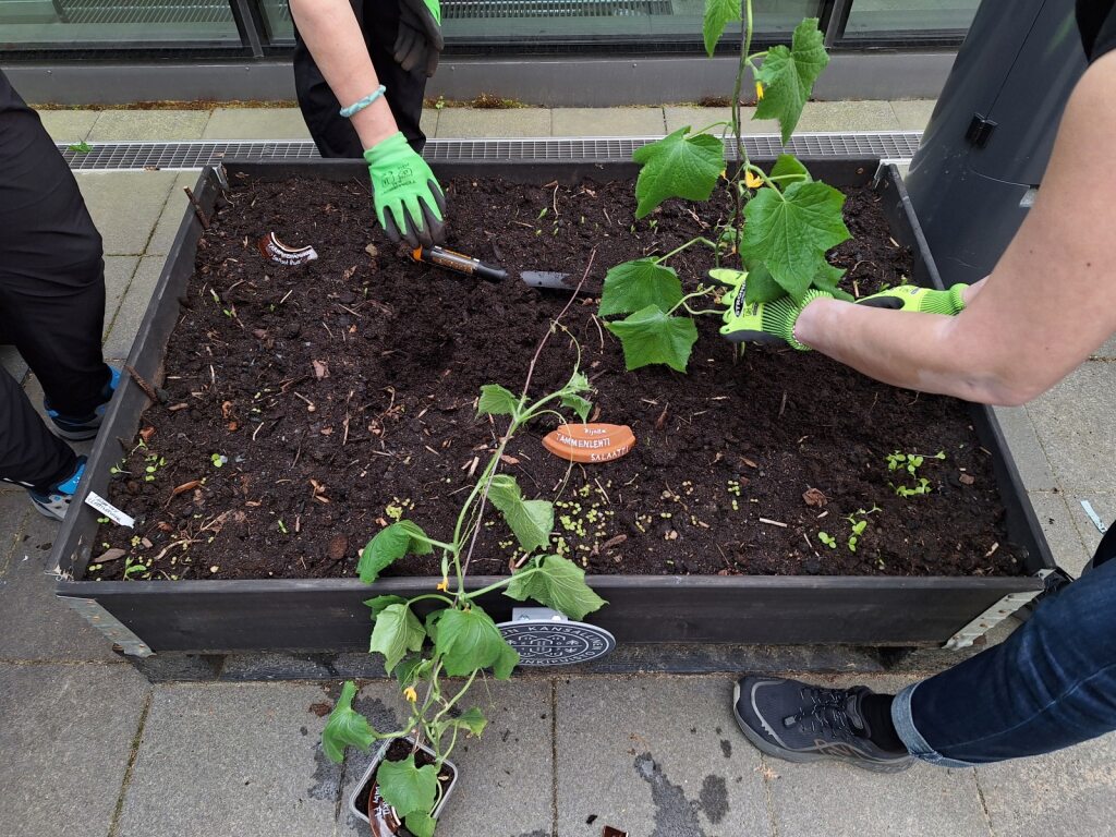 Musta puinen laatikko, jossa multaa ja kasvin taimi. Kuvassa istuttajien käsivarsia.