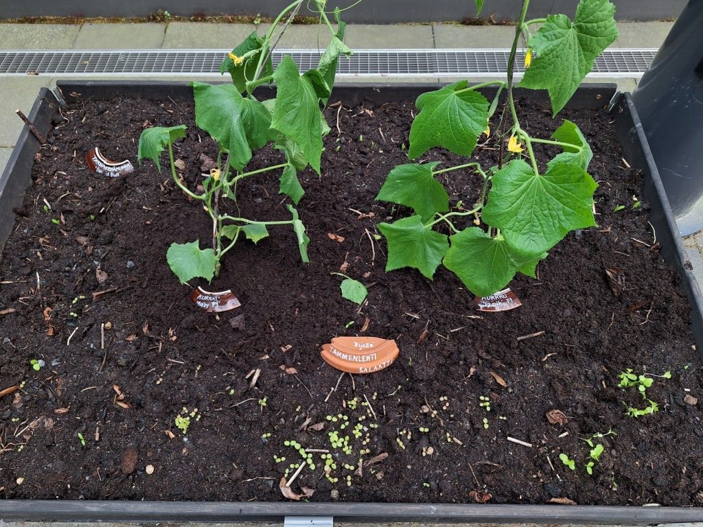 Kaksi esikasvatettua taimea mullassa kasvatuslaatikossa.