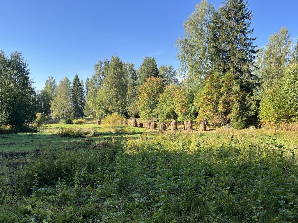 Metsää ja niittyä kesäisenä päivänä.
