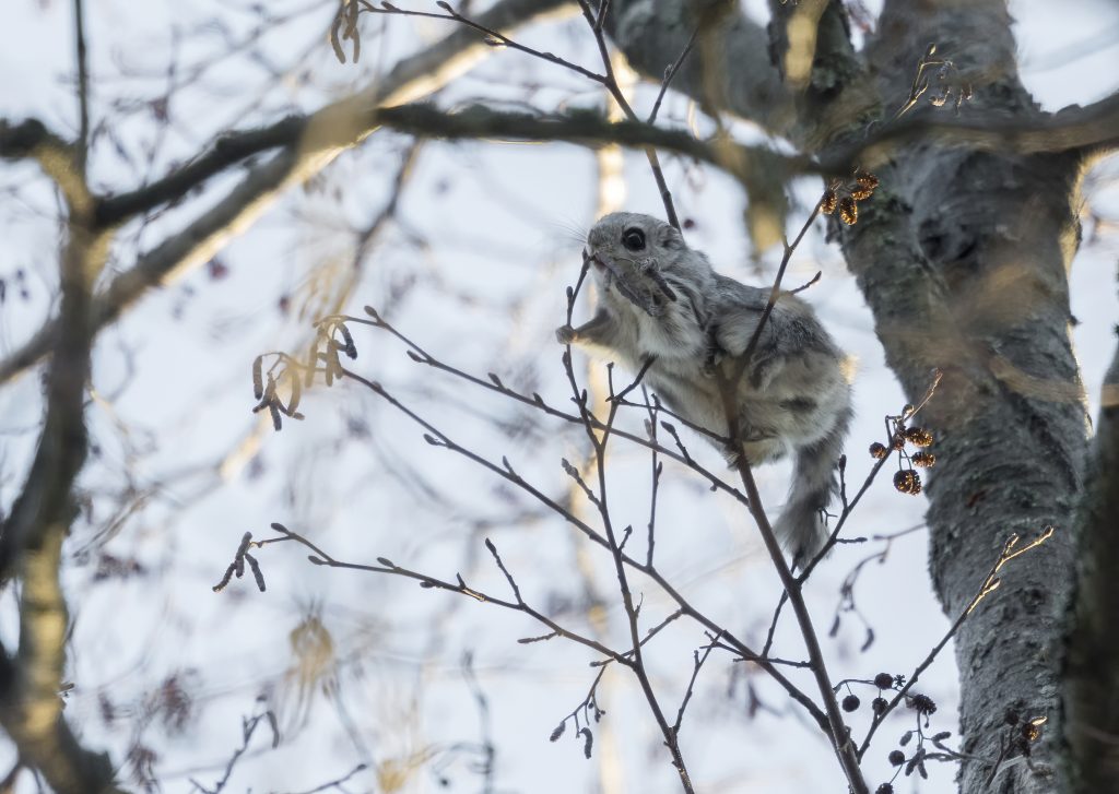 Liito-orava puun oksalla.