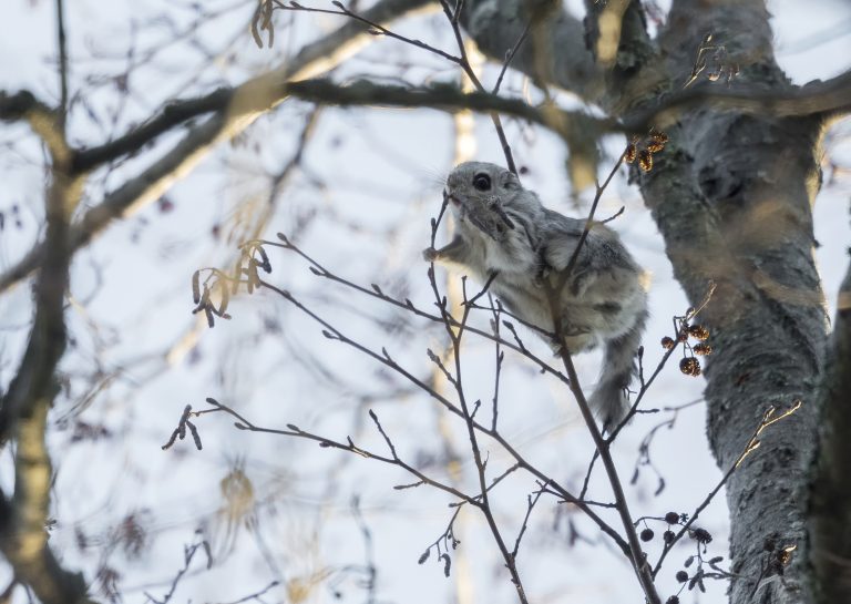 Liito-orava puun oksalla.