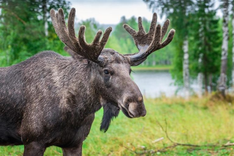 Hirvi kuvan vasemmassa laidassa, taustalla heinikkoa ja metsää ja järvi.