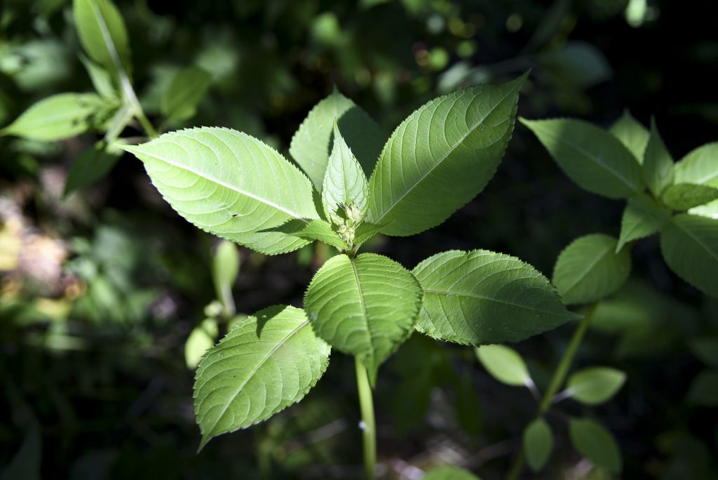 Vihreä jättipalsami