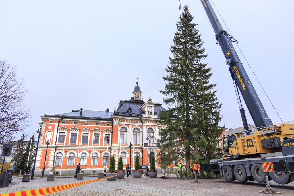 uopion kaupungintalon edusta, jossa ollaan pystyttämässä suurta joulukuusta torille. Etualalla on nosturi, joka nostaa kuusta paikoilleen. Kuusi on korkea ja vihreä, ja sen juurella näkyy muutamia ihmisiä työskentelemässä. Taustalla on historiallinen, oranssi-valkoinen kaupungintalon rakennus, jossa on koristeellisia yksityiskohtia ja torni kellolla. Kuvassa on myös kivinen torialue, istutusruukkuja ja punakeltaisia turvaesteitä, jotka rajaavat työaluetta.