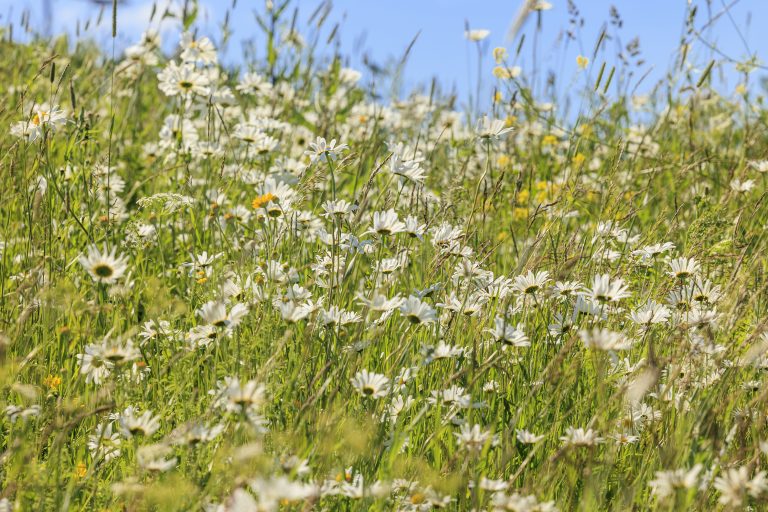 Valkoisia kukkia, taustalla sininen taivas.