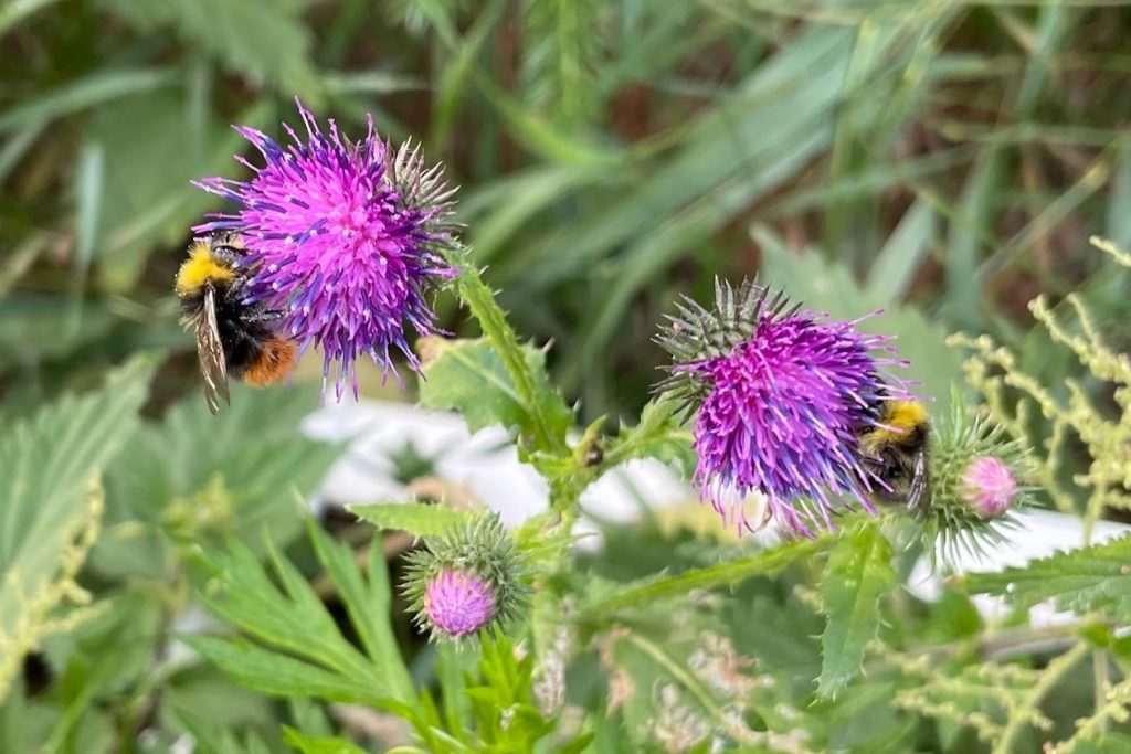 Kaksi violettia ohdaketta muun kasvillisuuden keskellä.