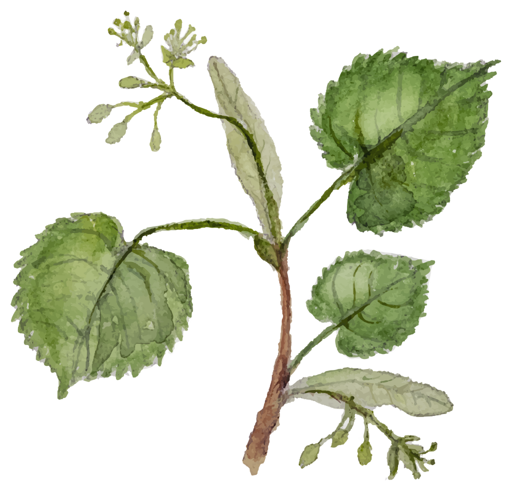 Valkoisella pohjalla vihreä kuva metsälehmuksesta.