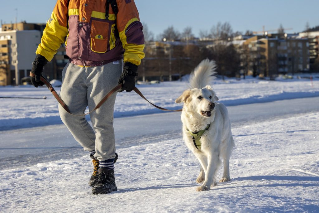 Valkea koira omistajansa kanssa jäällä talvisena, aurinkoisena päivänä. Taustalla kerrostaloja ja metsää.