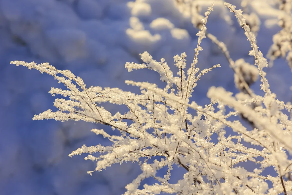Luminen puunoksa sinistä taustaa vasten.