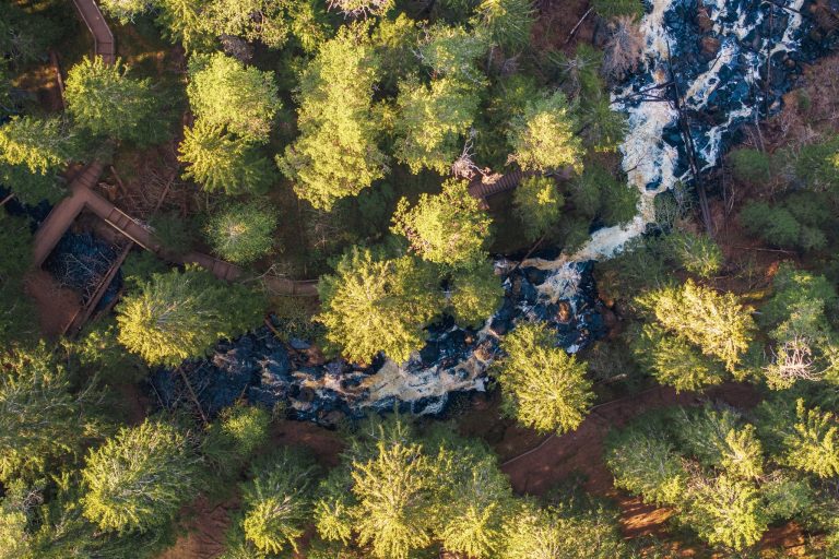 Ylhäältä päin kuvattuja vaalean ja tumman vihreitä puita, joiden keskelle koski.
