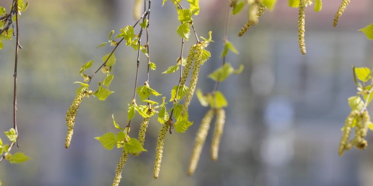 Koivu hiirenkorvalla.
