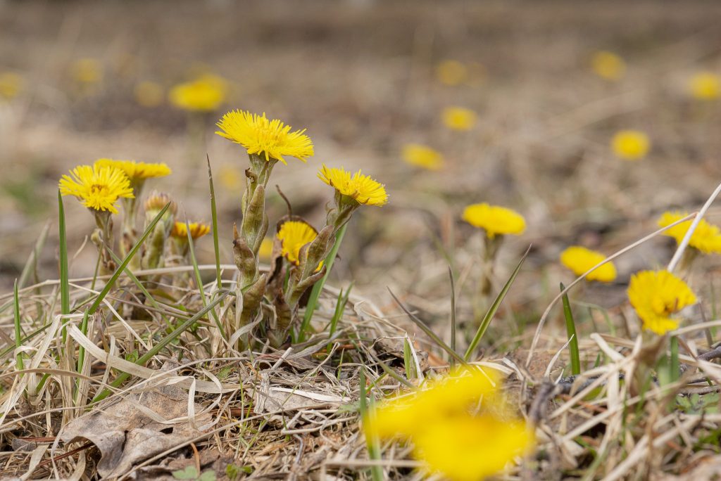 Kuivuneita lehtiä ja nurmikkoa sekä keltaisia leskenlehtiä.