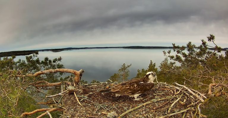Sääksenpesä, jonka taustalla Kallavesi. Pesällä on yksi kalasääksi.