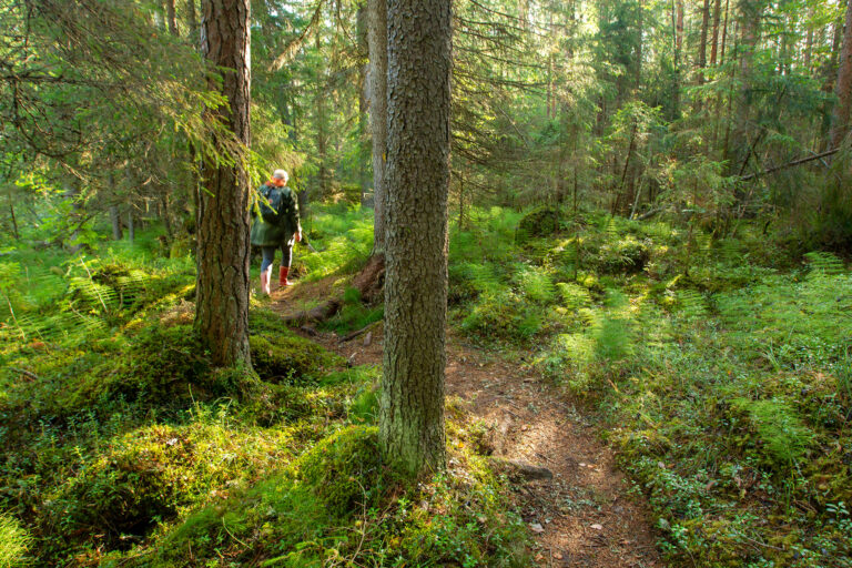 Vihreä metsä. Keskellä polku, jonka ympärillä kuusia, mäntyjä, saniaisia ja sammalta.