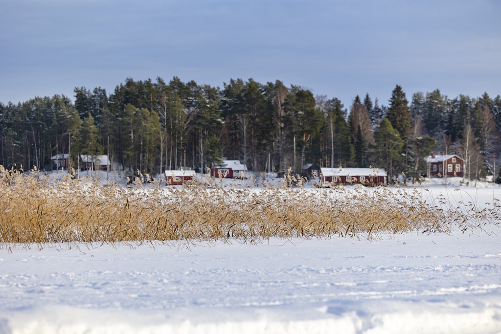 Punaisia loma-asuntoja saaressa. Jäätynyt järvi ja kaislikkoa edustalla.