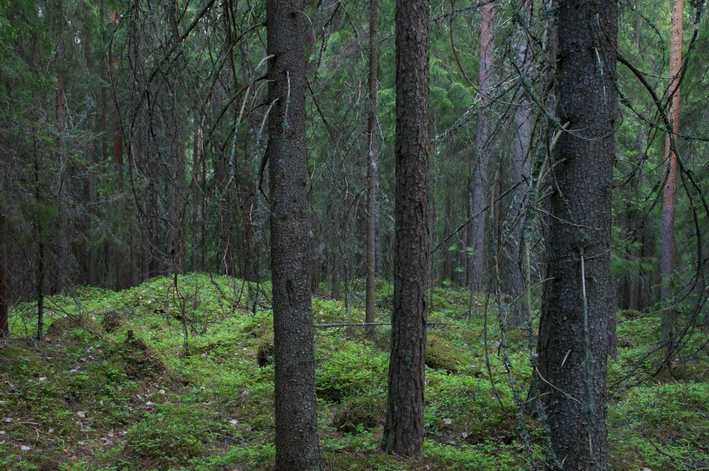 Tuoretta kangasta Särkiniemessä