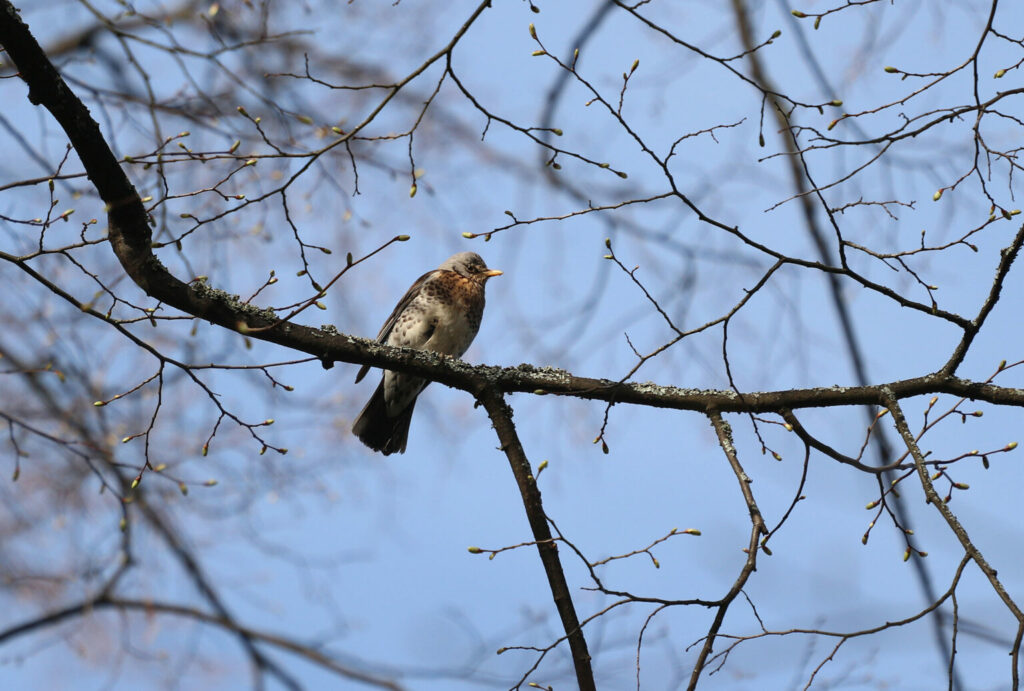 lintu istuu puun oksalla
