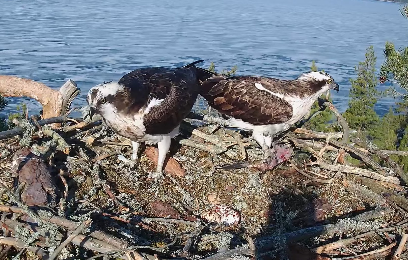 Sääksilive Osprey Cam In Finland Kuopio Sääksilive Osprey Cam In Finland Kuopio