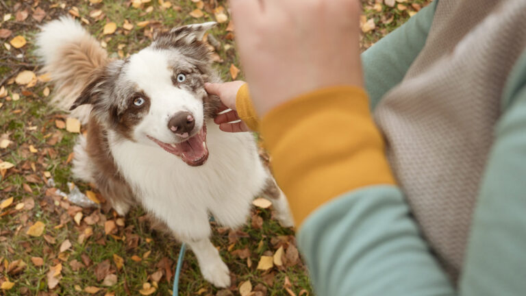 koira nurmikolla, jossa syksyisiä lehtiä. Oikeassa laidassa henkilön käsi antamassa koiralle herkkupalaa.