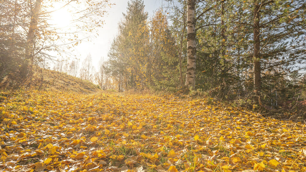 syksyisiä, keltaisia lehtiä maassa ja puita oikeassa reunassa. Auringon valo tulee matalalta vasemmasta reunasta.