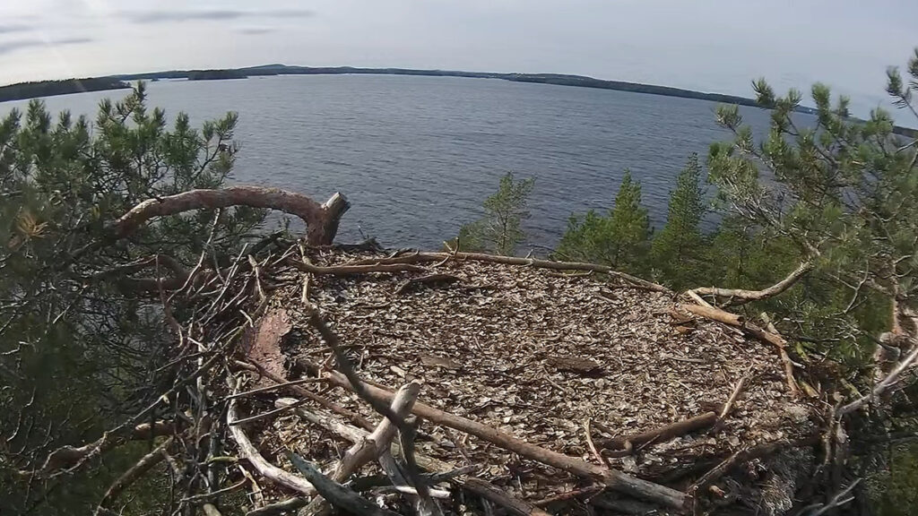 Sääksen pesä, taustalla järvimaisema Kallavedeltä, pesän molemmilla reunoilla puun oksia.