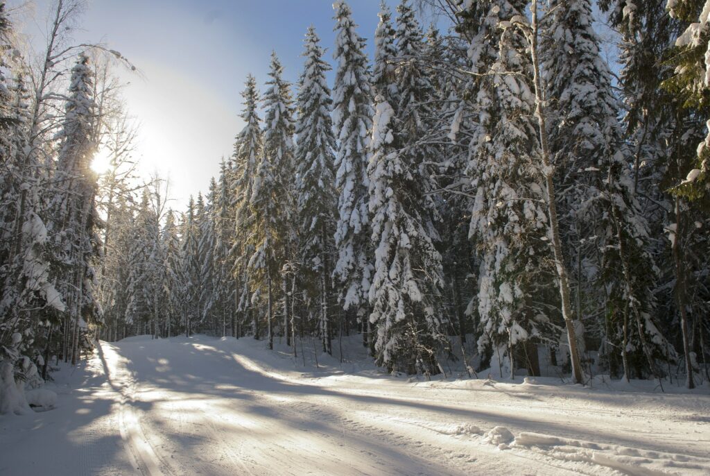 Aurinko paistaa, hiihtolatu kulkee metsän keskellä, kaunis talvipäivä