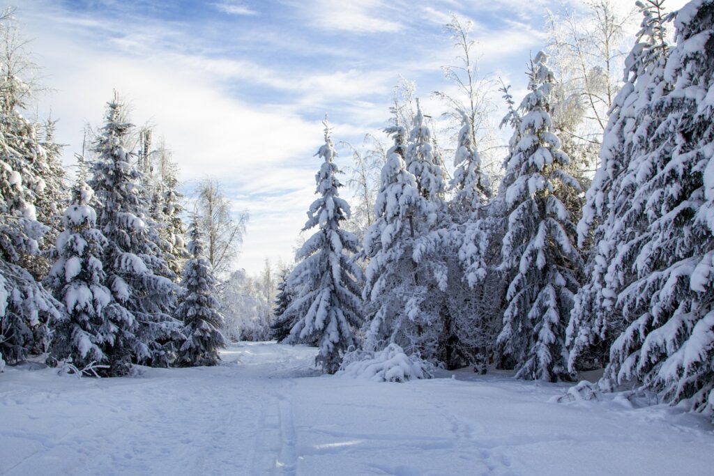 Luminen metsämaisema Neulamäessä
