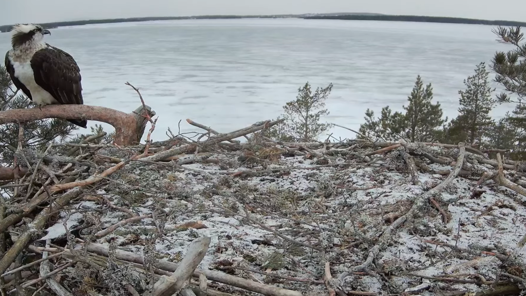 Sääksi pesän oksalla vasemmassa laidassa, taustalla jäässä oleva Kallavesi.