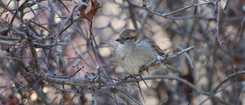 A sparrow sitting on the tree.