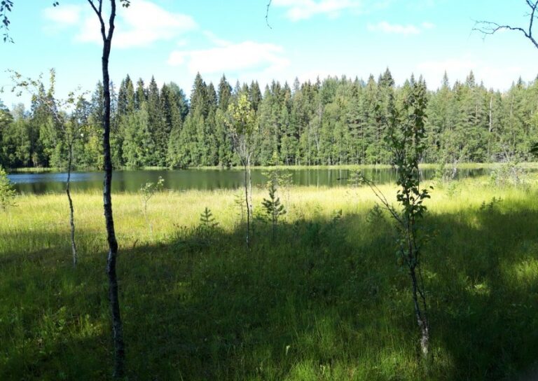 Maisemakuva Tervalammen hyvinvointipolulta.