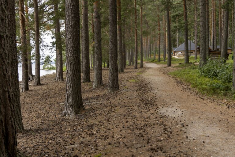 Maisemakuva tiheästä mäntymetsästä hiekkapitoisessa maastossa, jossa kuvan oikeasta alareunasta lähtee polku eteenpäin kohti kuvan keskustaa. Vasemmalla puiden lomasta näkyy järvenselkää. Polun loppupäässä näkyy iso kota. Mäntyjen juurella on paljon käpyjä ja männynneulasia maassa.