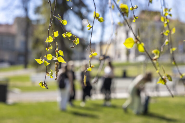 Koivunsilmuja ja nuoria Snellmaninpuistossa