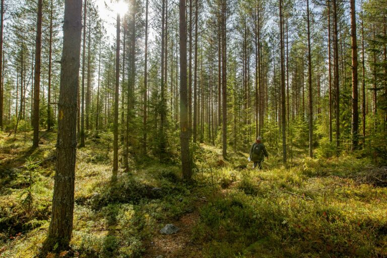 Ihminen kulkee metsän keskellä, aluskasvillisuutta ja puita, joiden lomasta pilkistää auringon valo.